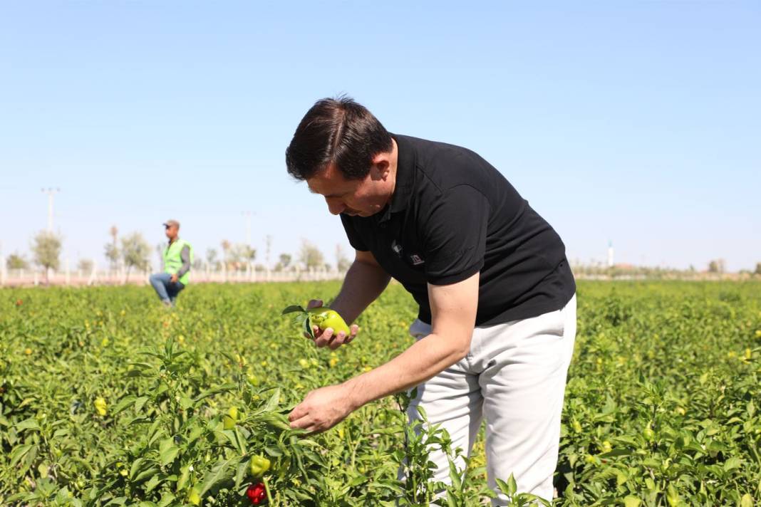 Binlerce Yıllık Ata Tohumları Karatay’da Hayat Buluyor 8